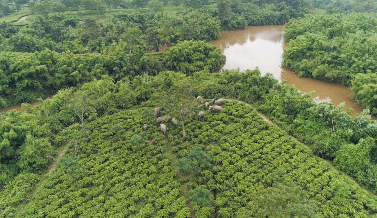 Wild elephants grazing in a Luxmi tea estate in Assam